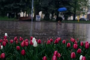 Red and white tulips bloom on a rainy city street, with a person walking under an umbrella.